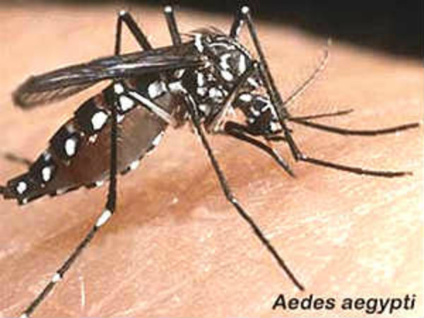 history of dengue fever pdf