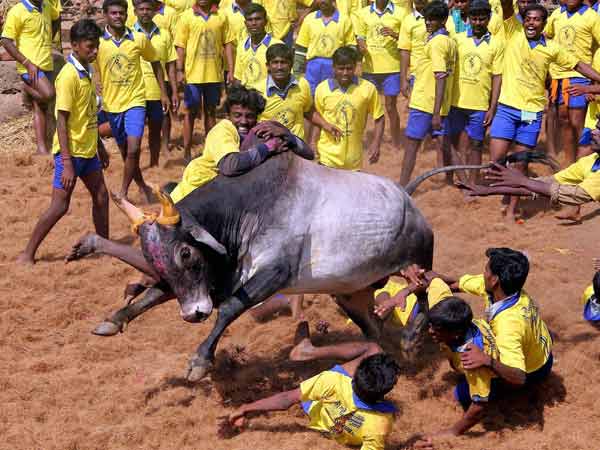 ಪರಂಪರೆಯಲ್ಲಿ ಜಲ್ಲಿಕಟ್ಟು ಹಾಸು ಹೊಕ್ಕಿದೆ