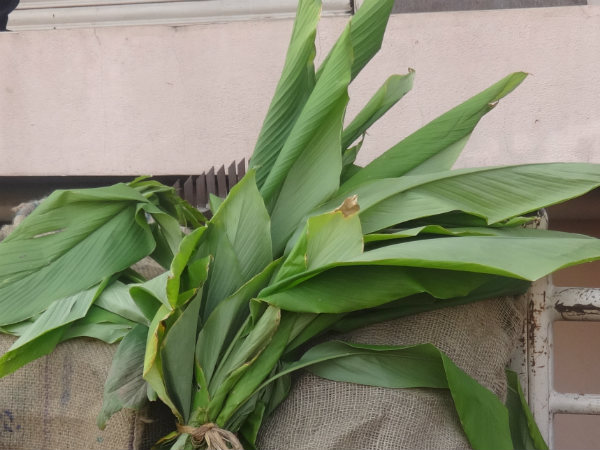 ಅರಶಿನದ ಎಲೆ ಕಟ್ಟಿಗೆ 100 ರು