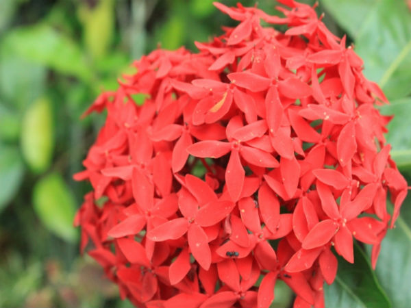 ಇಕ್ಸೋರ ಪುಷ್ಪವು ಯಾವ ಕುಟುಂಬಕ್ಕೆ ಸೇರಿದೆ?