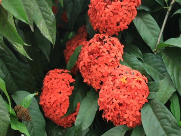 ಇಕ್ಸೋರ ಪುಷ್ಪಕ್ಕಿರುವ ಇನ್ನಿತರ ಹೆಸರುಗಳು