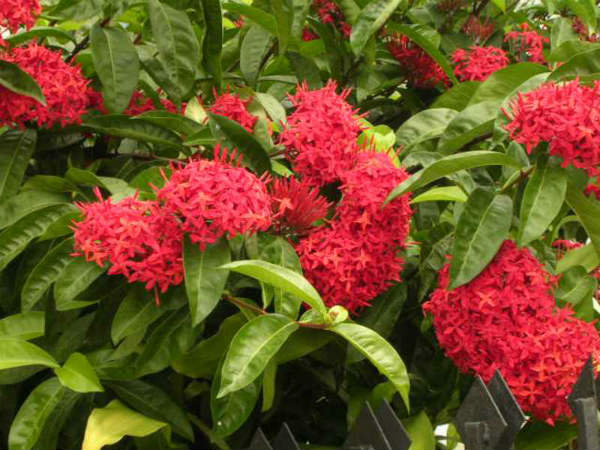 ಇಕ್ಸೋರ ಪುಷ್ಪ ಯಾವ ದೇವರಿಗೆ ಪ್ರಿಯ?