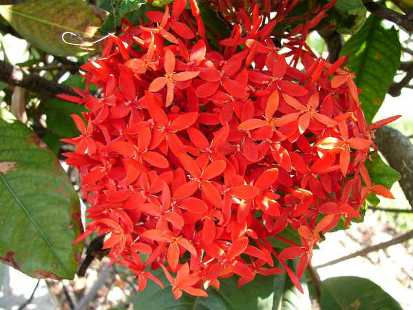 ಇಕ್ಸೋರ ಪುಷ್ಪ ಎಷ್ಟು ಬಣ್ಣಗಳಲ್ಲಿ ಕಾಣಸಿಗುತ್ತದೆ?