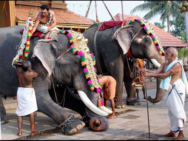 ಆನೆಗಳಿಗೆ ಪೂಜೆ