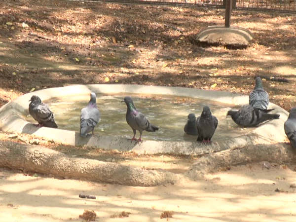 ದಾಹ ತೀರಿಸಿಕೊಳ್ಳುತ್ತಿರುವ ಪಾರಿವಾಳ