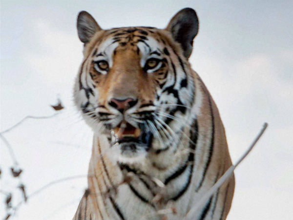 tiger tiger