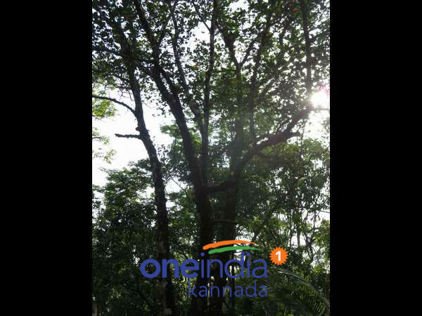 ಆನೆ ದಾಳಿ ಮಾಡಿದರೆ ಏನು ಮಾಡುತ್ತಾರೆ?