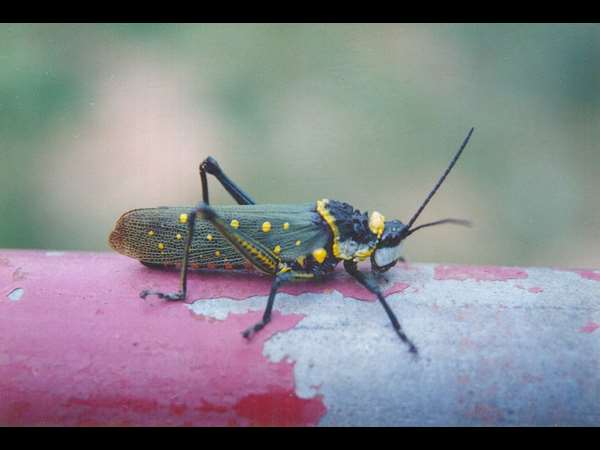 ಅತಿಯಾದ ರಾಸಾಯನಿಕ ಬಳಕೆಯಿಂದ ನಾಶ