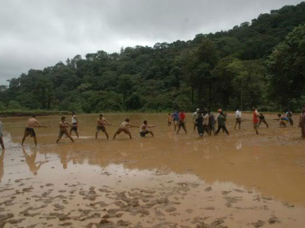 ಭತ್ತದಿಂದ ವಿಮುಖರಾದ ಕೊಡಗಿನ ರೈತರು