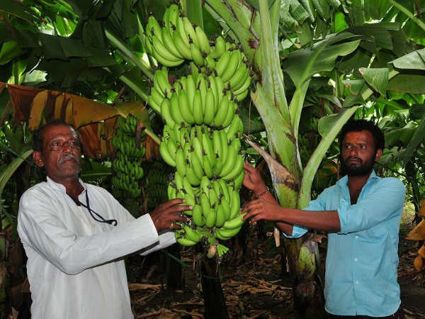ಸಾಂದ್ರ ಪದ್ಧತಿಯಲ್ಲಿ ಬಾಳೆ ಬೆಳೆ