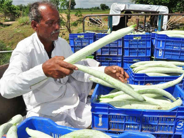 ತೋಟಗಾರಿಕಾ ಬೆಳೆ ಬೆಳೆಯುತ್ತಾರೆ
