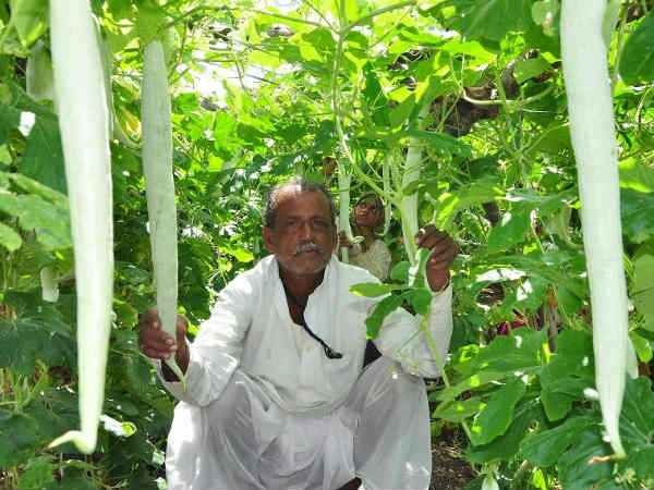 ಲಾಭ ತಂದುಕೊಟ್ಟ ತರಕಾರಿ ಬೆಳೆ
