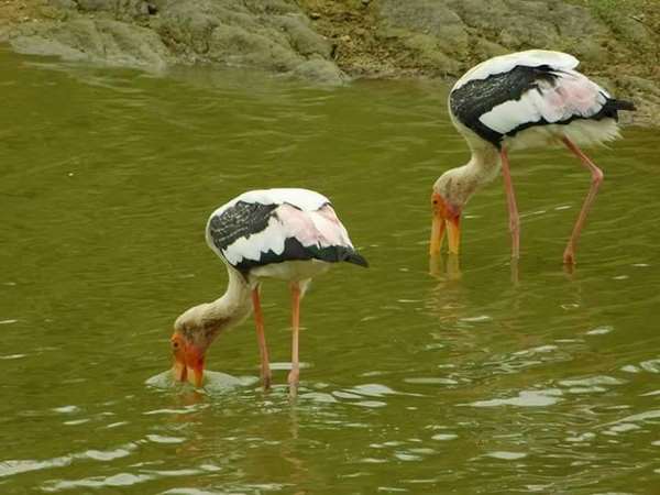 ಸೊಂಟ ಬಗ್ಗಿಸಿ ಹುಡುಕು ತಮ್ಮಾ
