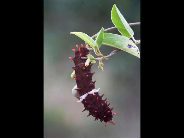 ಕೇಸರಿ ಮುಳ್ಳು