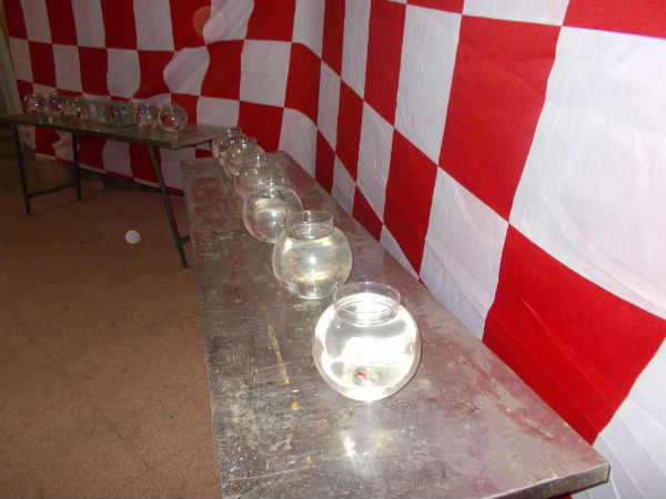 ಮೈಸೂರಿನಲ್ಲಿ ಮೀನುಗಳ ಪ್ರದರ್ಶನ