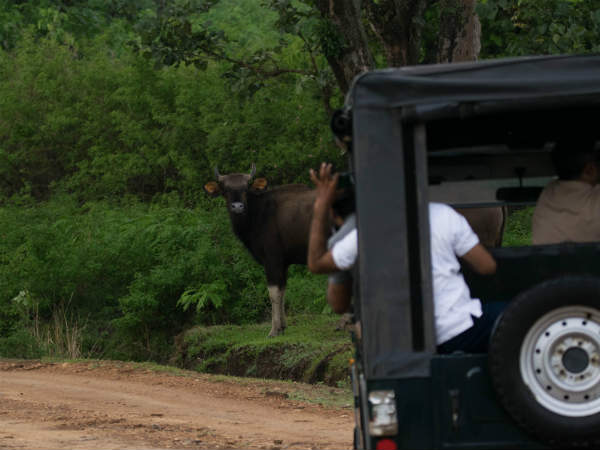 ಒಂದೂ ಹುಲಿ ಕಂಡಿರಲಿಲ್ಲವಂತೆ