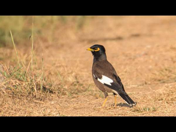 ಕಾಮನ್ ಮೈನಾ