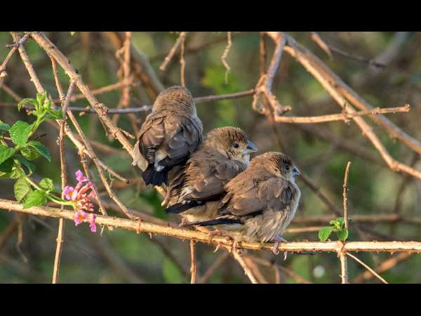 ಇಂಡಿಯನ್ ಸಿಲ್ವರ್ ಬಿಲ್