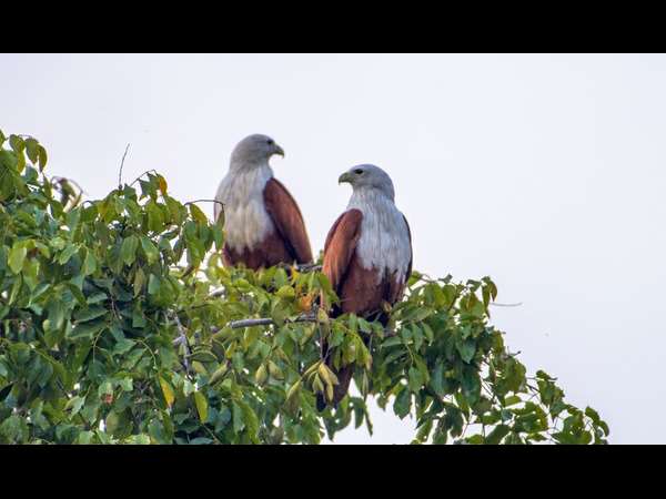 ಬ್ರಹ್ಮಿನಿ ಕೈಟ್