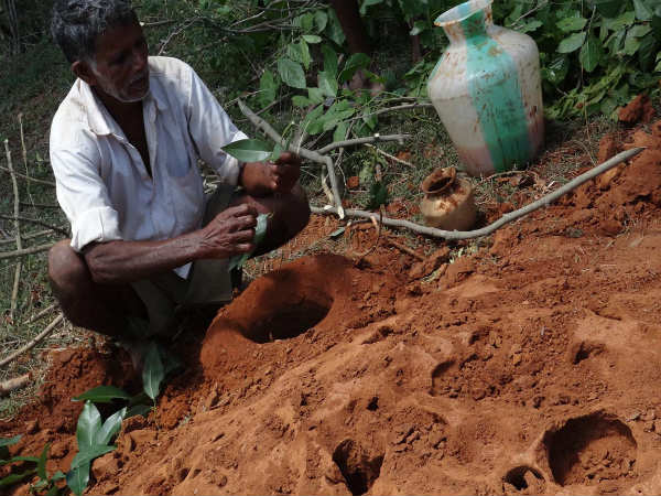 ಹಸಿ ಈಸುಳ್ಳಿ ಮಕ್ಕಳಿಗೆ ತಿನ್ನಿಸುತ್ತಾರೆ
