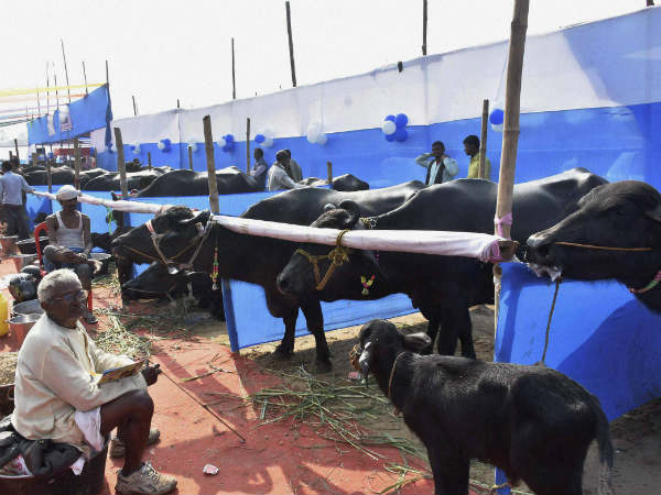 ಆಧುನಿಕ ಕಸಾಯಿಖಾನೆಗಳ ನಿರ್ಮಾಣ