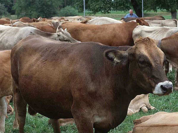 ಲಸಿಕೆ ಉತ್ಪಾದನೆ