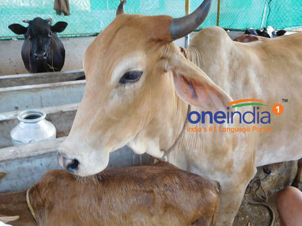 ಗೋವಿಗಳಿಗಾಗಿ ನಂದಗೋಕುಲ ನಿರ್ಮಾಣದ ಕನಸು: