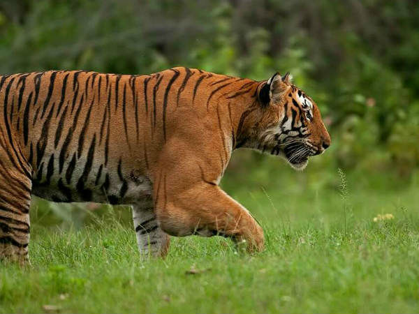 ಪ್ರಿನ್ಸ್ ನೆನಪು ಮಾತ್ರ