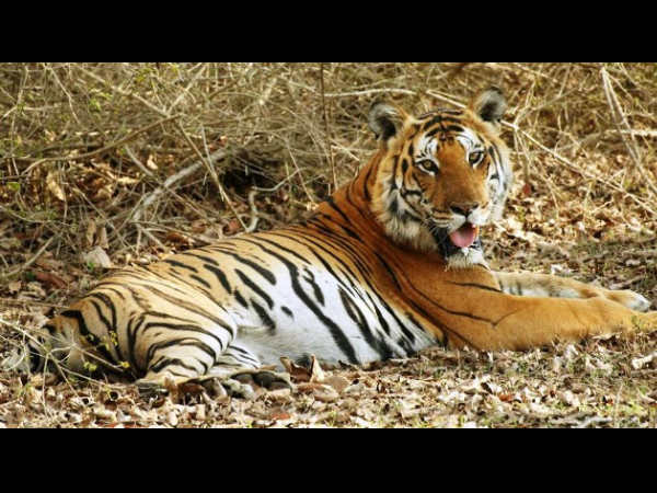 ಪೋಸು ನೀಡುತ್ತಿರುವ ಮಾದೇಶ