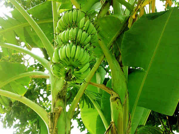 ದಿಕ್ಕುತೋಚದೆ ಹತಾಶೆ