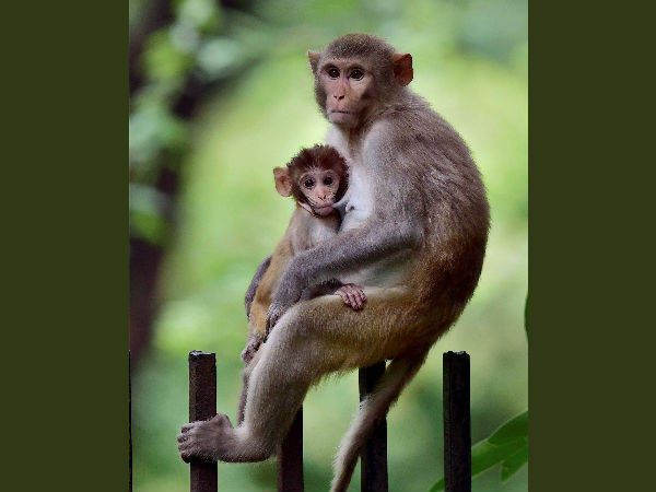 ತಾಯಿ ಪ್ರೀತಿಗೆಲ್ಲಿದೆ ಹೋಲಿಕೆ?