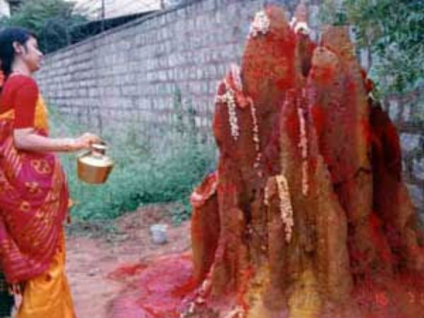 ಹುತ್ತಕ್ಕೆ ಹಾಲನೆರೆಯುವುದೇಕೆ?