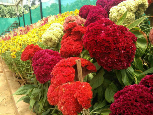 ಪ್ರವೇಶ ದರ ಎಷ್ಟು?