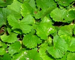 Ondelaga or Brahmi - a medicinal plant