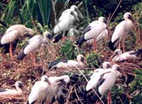 Birds in Rangantittu