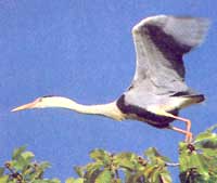 Greyheron