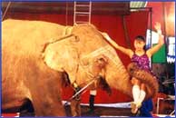 An Elephant is entertaining spectators in Rajkamal circus