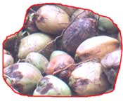 Ailing coconut