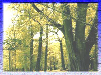 Karwar forest