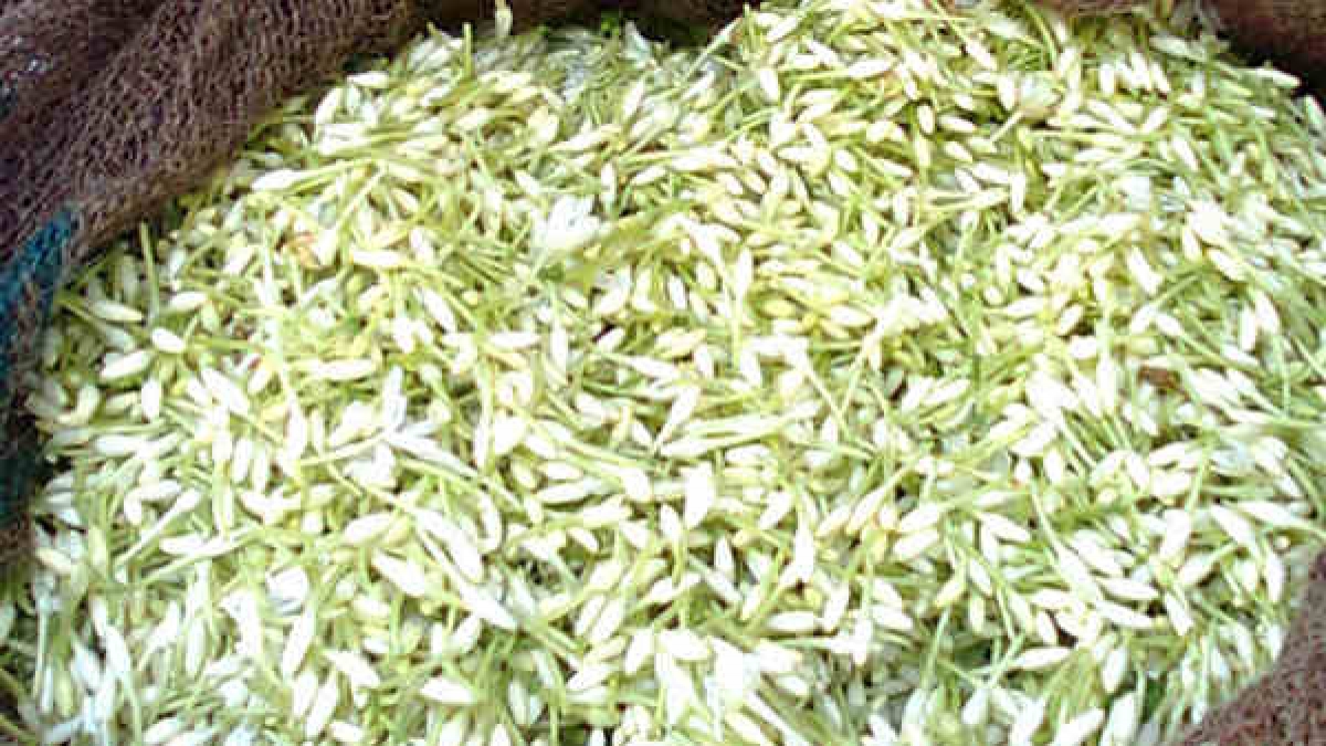 Essay On Jasmine Flower In Kannada Best Flower Site