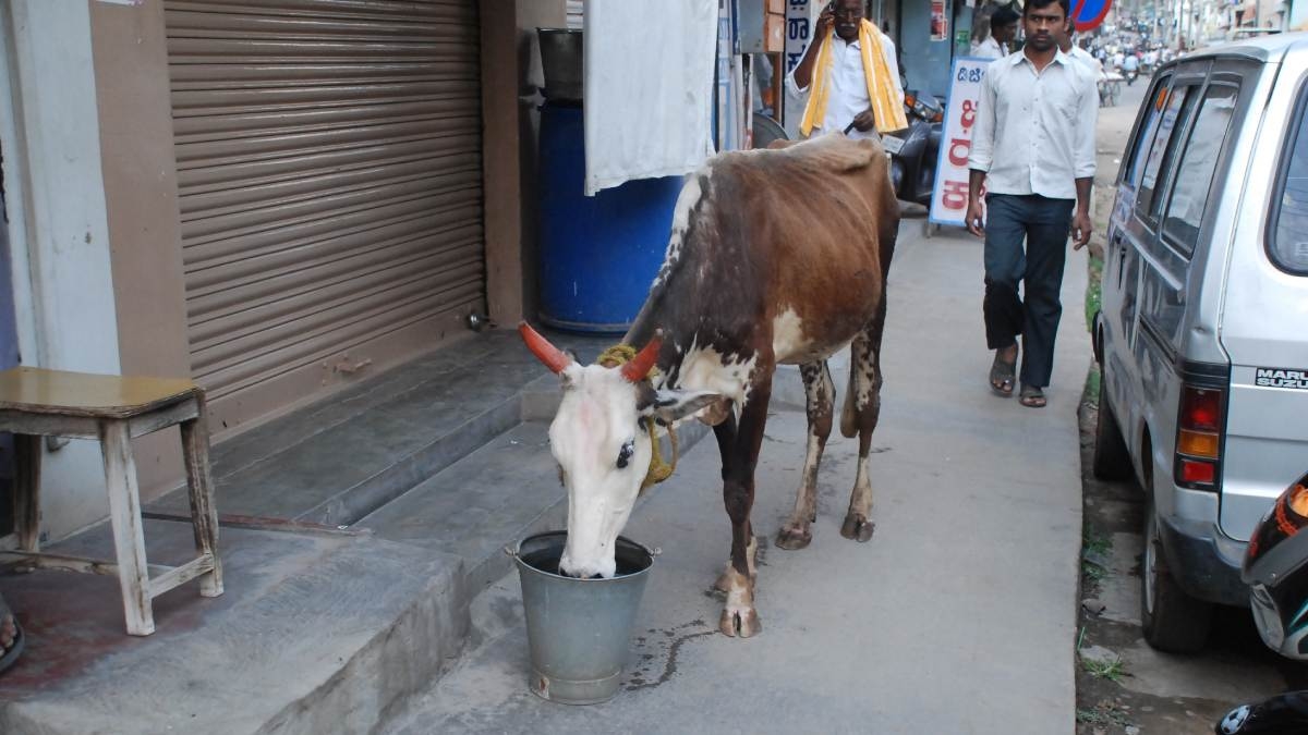 'ನೀರುಣಿಸಿ-ಜೀವವನ್ನುಳಿಸಿ'ಅಭಿಯಾನ: ಸುಡು ಬೇಸಿಗೆಯಲ್ಲಿ ಮೂಕ ಪ್ರಾಣಿ, ಪಕ್ಷಿಗಳ ದಾಹ