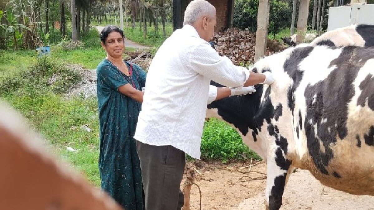 ತಿಗಣೆ ಹಾಗೂ ಸೊಳ್ಳೆಗಳ ಕಡಿತದಿಂದ ಹಬ್ಬಿದ ರೋಗ