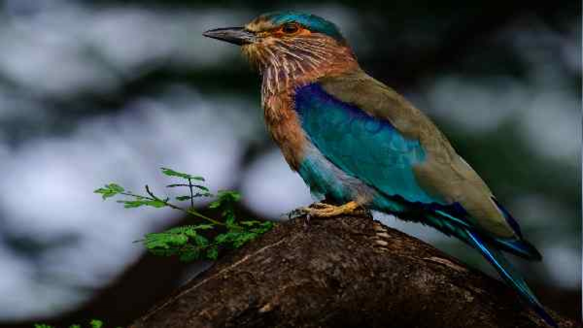 'ಈ ಗ್ರಾಮದಲ್ಲಿ 250 ವರ್ಷಗಳ ಹಿಂದಿನ ಸಂಪ್ರದಾಯ'