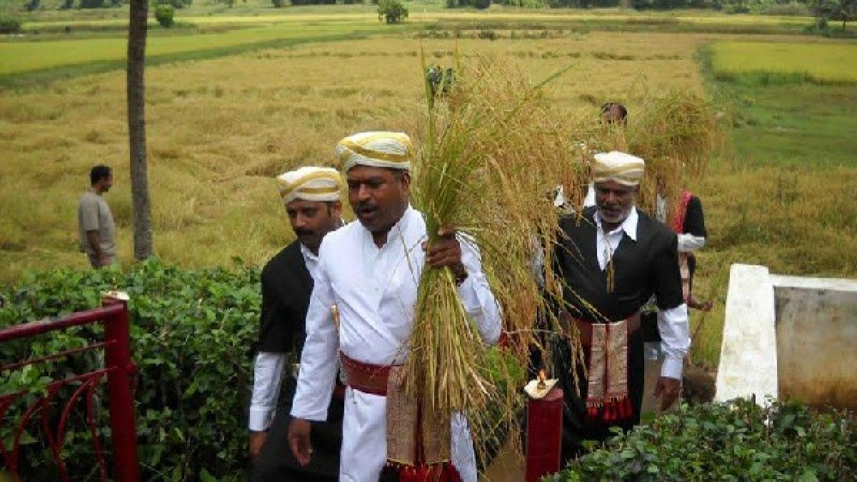 ವರ್ಷದಿಂದ ವರ್ಷಕ್ಕೆ ಭತ್ತದ ಕೃಷಿ ಪ್ರಮಾಣ ಕಡಿಮೆ