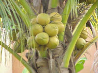 ಪ್ರಗತಿಪರ ತೆಂಗು ಬೆಳೆಗಾರರಿಗೆ ರಾಷ್ಟ್ರೀಯ ಪ್ರಶಸ್ತಿ