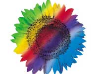 ವಿಪ್ರೊ: 3ನೇ ತ್ರೈಮಾಸಿಕದ ಲಾಭ 804.1ಕೋಟಿ ರೂ.