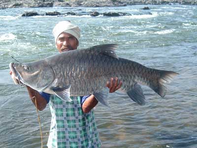 Famous Masheer fish at Bheemeshwari