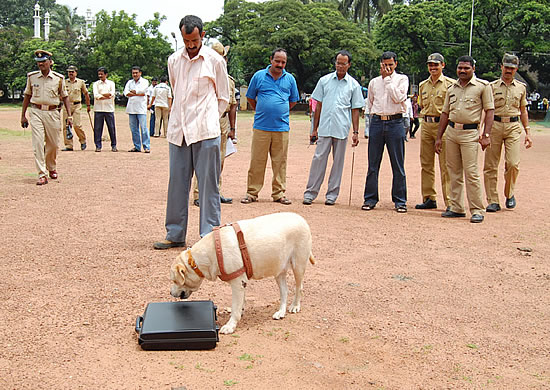 Sniffer dog in action