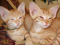 Pussycat Pussycat, I miss you a lot