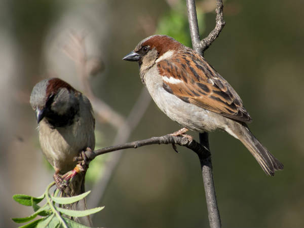 ವಿನಾಶದ ಅಂಚಿಗೆ ತಳ್ಳುತ್ತಿರುವ ಬುದ್ಧಿವಂತಿಕೆ